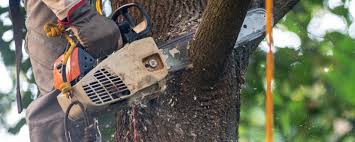 Best Pest Control for Lawns  in Battle Creek, MI